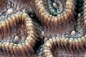 Favia: Star Coral