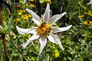 Decorated: Star dahlia (honka fragile) from the dahlia family