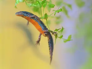 Duckweed: Star Duckweed