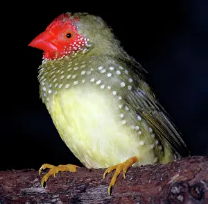 Neochmia: Star Finch