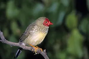 Studios: Star Finch
