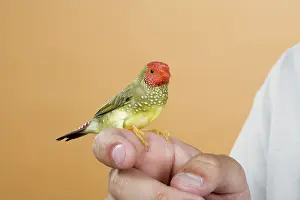 Estrildidae: Star Finch