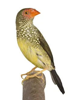 Examples: Star Finch on a branch