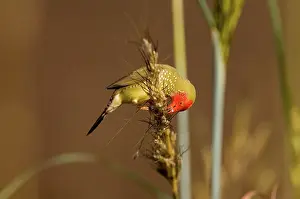 Neochmia: Star Finch eating seed