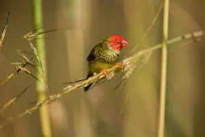 Neochmia: Star Finch - eating seed