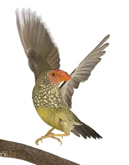 Incitating: Star Finch flying away