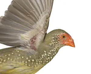 Phytophages: Star Finch flying away
