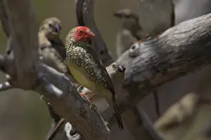 Subspecies: Star Finch - At the Nifold Plain waterholes - Lakefield