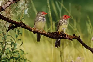 Neochmia: Star Finch - pair perched