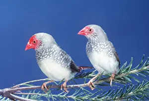 F Collet: STAR FINCH - two, on branch with colourful faces