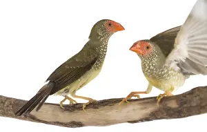 Phytophages: Star Finches on a branch