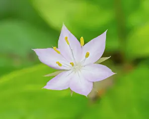 Jamie: Star flower