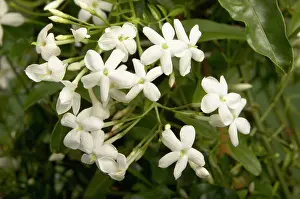 Jasmine: Star Jasmine - flowering