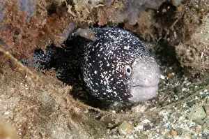 Eels: Star moray eel, Star moray eel, Star moray eels