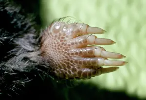 Toes: Star-nosed Mole - close-up of foot showing claws