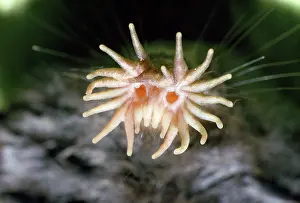 Nose: Star-nosed MOLE - close-up of nose
