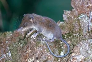 Cristata: Star-nosed mole (Condylura cristata), a North American