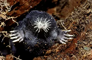 Peeking: Star-Nosed Mole (Condylura cristata) Alpena County, Michigan