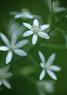 Bethlehem: Star-of-Bethlehem