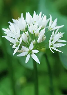 Bethlehem: Star-of-Bethlehem