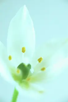 Bethlehem: Star-of-Bethlehem