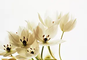 Photographic: Star-of-Bethlehem