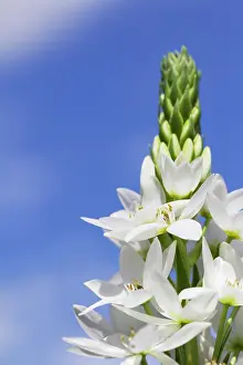 Bethlehem: Star-of-Bethlehem