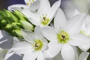 Bethlehem: Star-of-Bethlehem