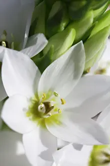 Bethlehem: Star-of-Bethlehem