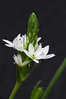 Bethlehem: Star-of-Bethlehem