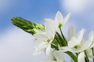 Bethlehem: Star-of-Bethlehem