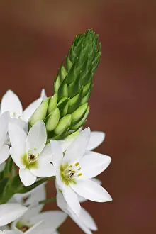 Bethlehem: Star-of-Bethlehem