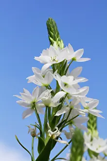 Bethlehem: Star-of-Bethlehem