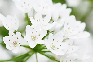 Flowerhead: Star-of-Bethlehem