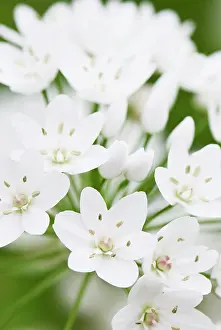 Flowerhead: Star-of-Bethlehem
