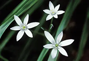 Bethlehem: Star-of-Bethlehem