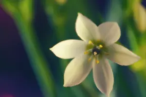 Bethlehem: Star-of-Bethlehem