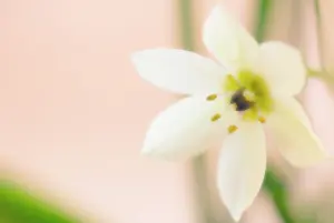 Bethlehem: Star-of-Bethlehem