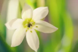 Bethlehem: Star-of-Bethlehem