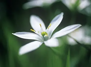 Pure: Star-of-Bethlehem