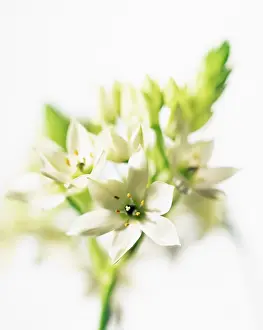 Bethlehem: Star-of-Bethlehem