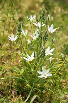 Bethlehem: Star-of-Bethlehem, Ornithogalum umbellatum, flowers