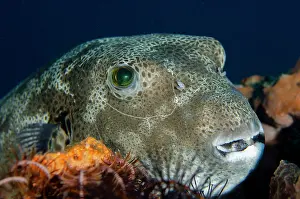 Arothron: Star Puffer