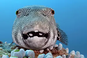 Patterned: Star puffer (Arothron stellatus) from the front