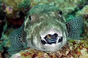 Arothron: Star puffer (Arothron stellatus) and cleaner wrasse