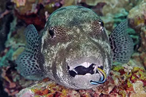 Arothron: Star puffer (Arothron stellatus) and cleaner wrasse
