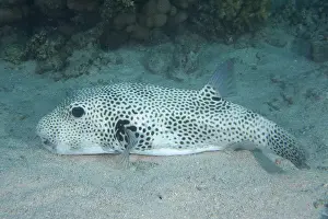 Patterned: Star puffer (Arothron stellatus). Dive site House