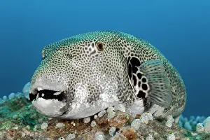 Located: Star puffer (Arothron stellatus), located on coral