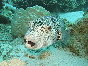 Patterned: Star puffer (Arothron stellatus), Red Sea, Egypt