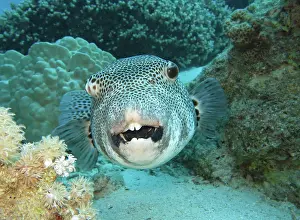 Patterned: Star puffer (Arothron stellatus), Red Sea, Egypt
